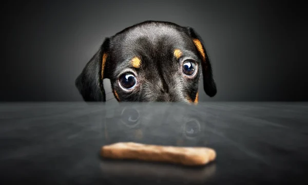 Gaat toptalent aan je neus voorbij