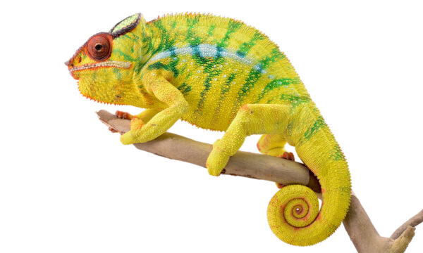 Gebruik van emotionele intelligentie tests