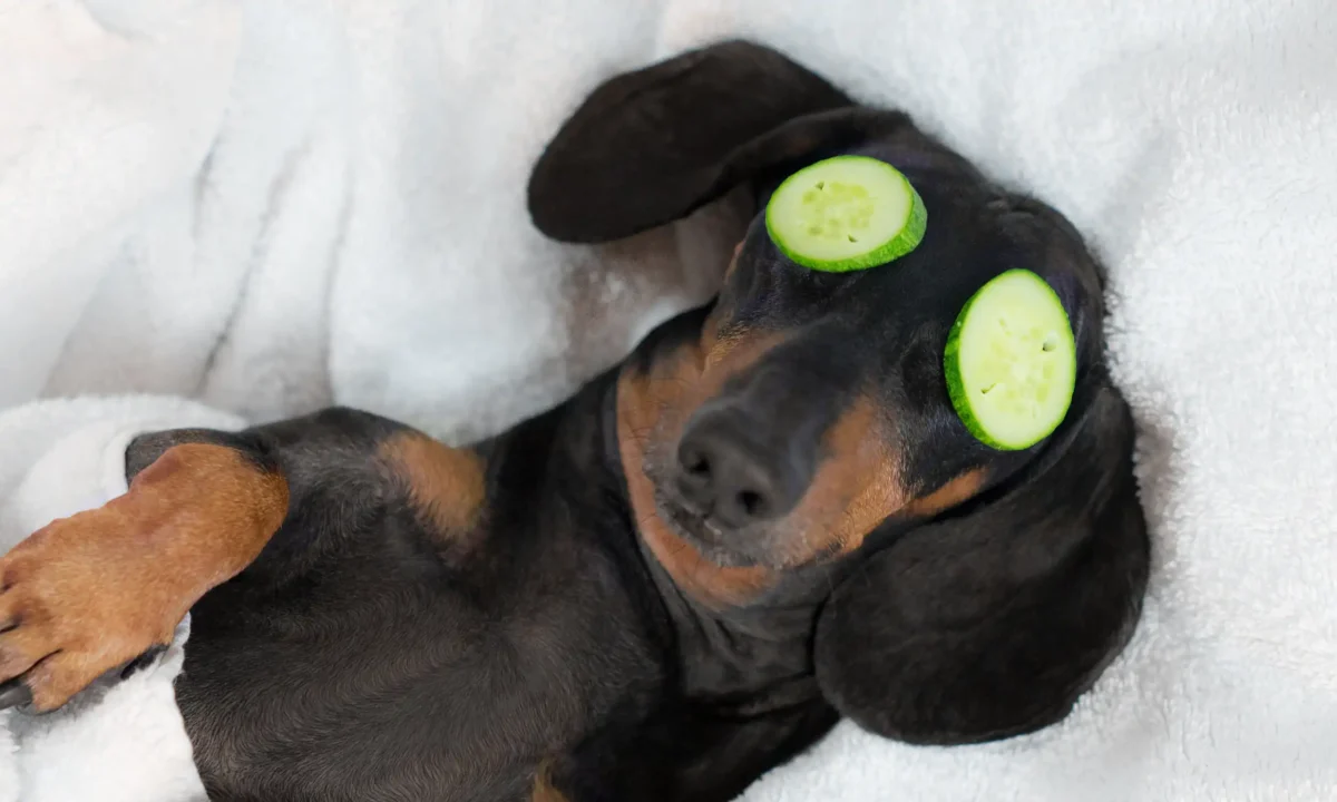 Iemand die piekert is niet stressbestendig