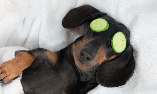 Iemand die piekert is niet stressbestendig